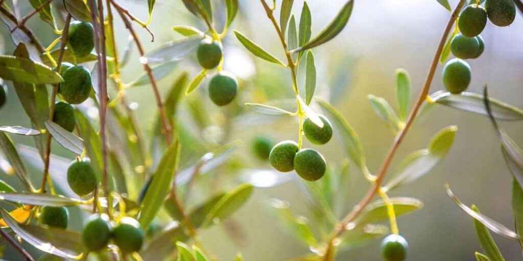 nguon goc dau olive